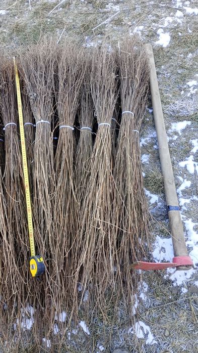 puieți forestieri pentru ampadurire pentru terenurile degradate