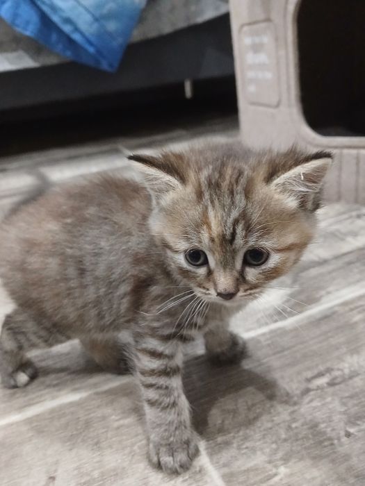 Отдам  трех котят