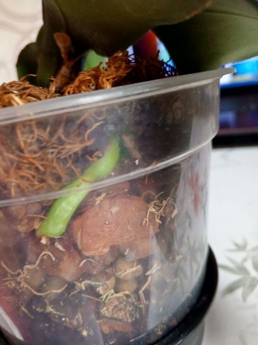 Цветущая орхидея Джиллиан