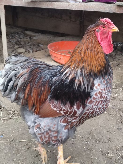 Cocosi diferite rase