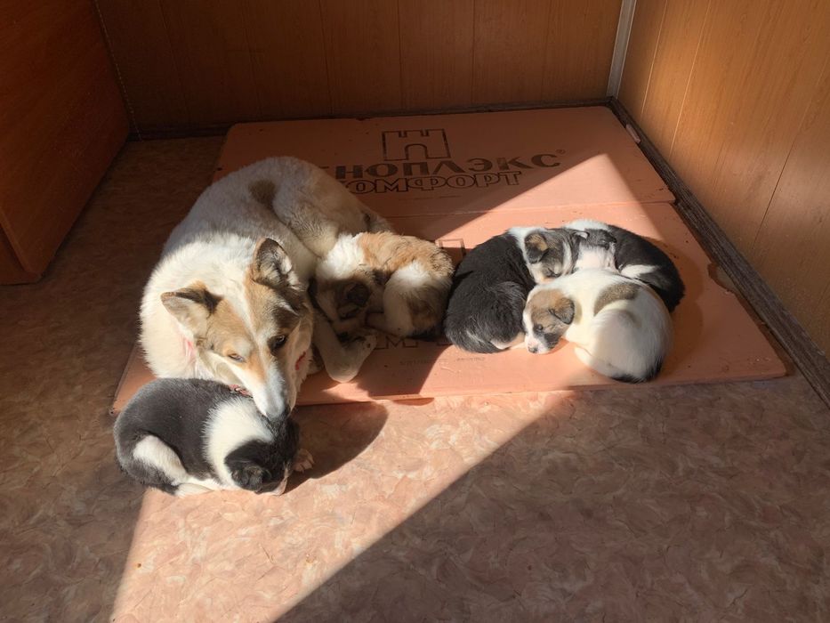 Отдам щенков БЕСПЛАТНО в добрые руки