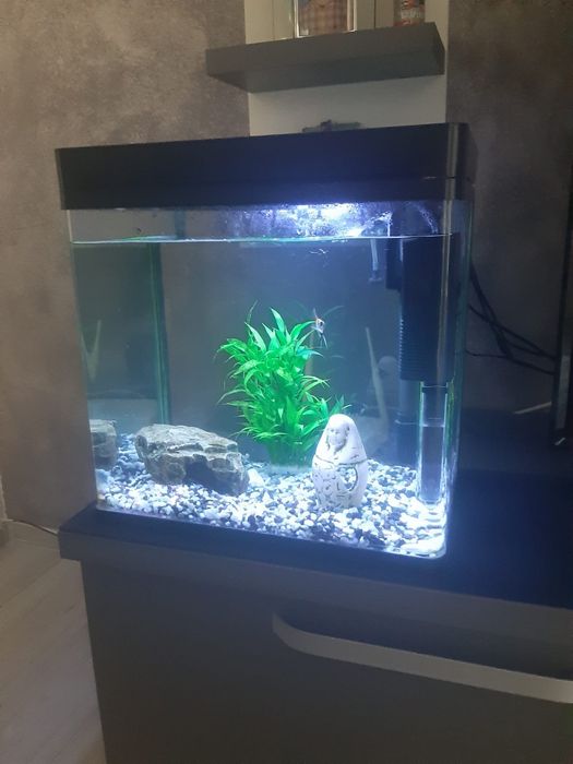 Vand urgent acvariu 60 l