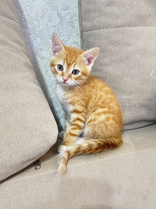 Котенок домашний