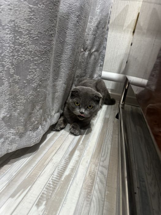 шотландская кошечка