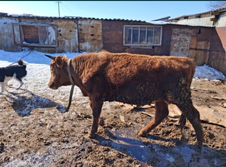 Продам двух быгов двухгодовалве