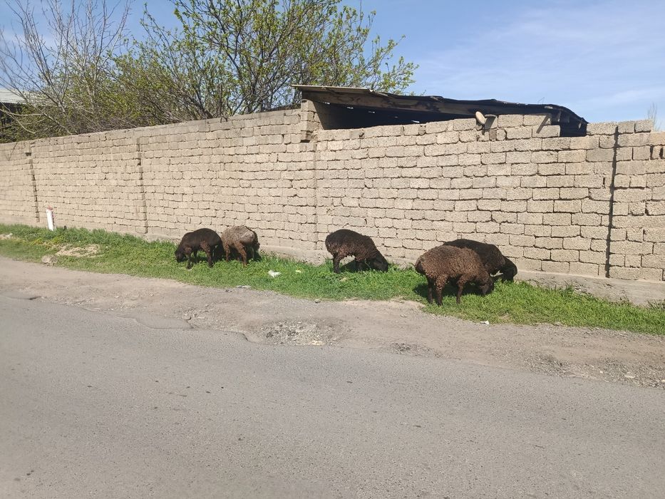 Qochqorlar sotiladi boqma qurbon hayitga boqsa