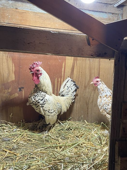 Продам сибрайт пару