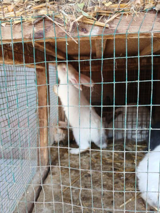 Кролики:Фландр, Калифорния,Французский гибрид баран.