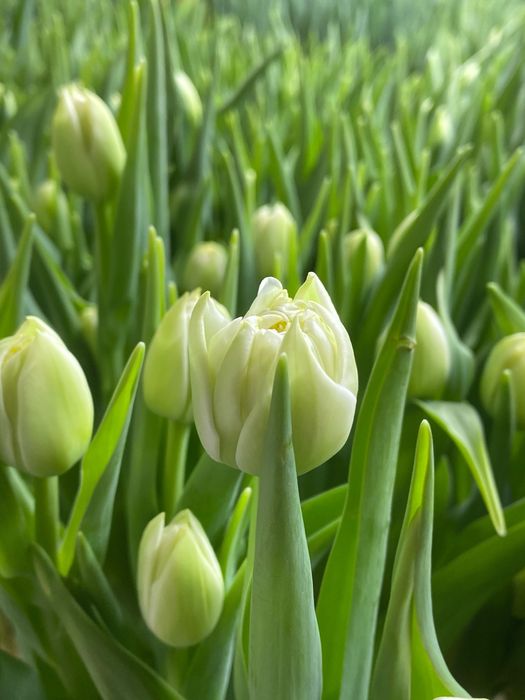 Карагандинский тюдьпан