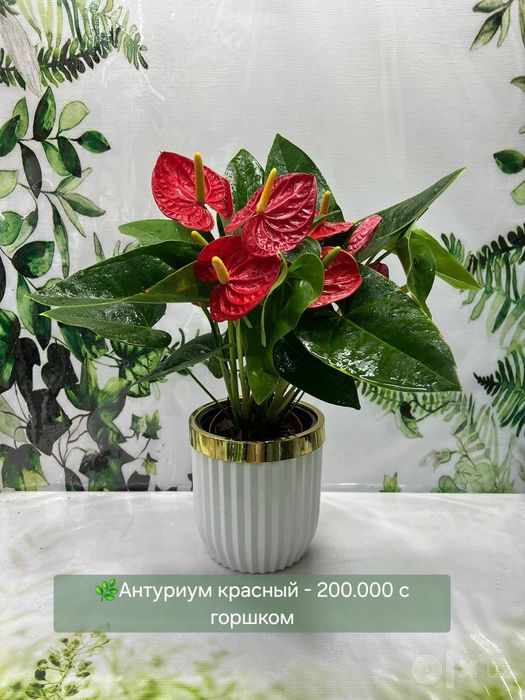 Мужское счастье( антуриум) разные сорта