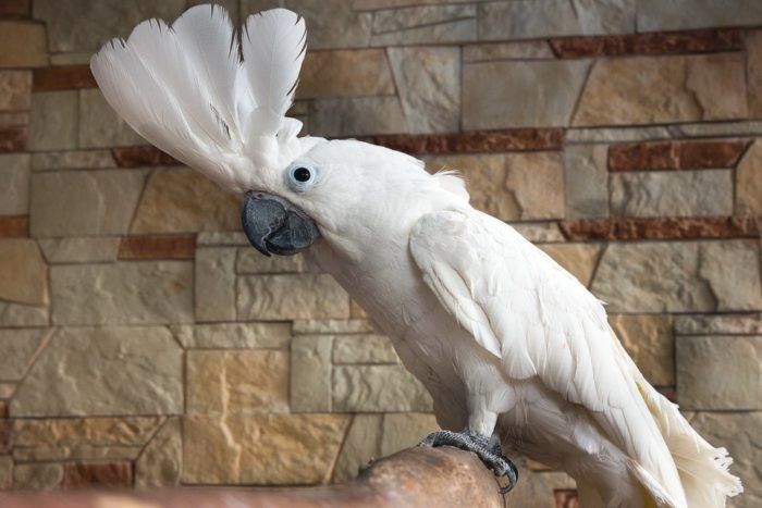 Какаду белохохлый