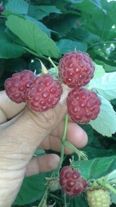 Малина Кучатлари сотамиз ва Замороженные малина экспорт киламиз