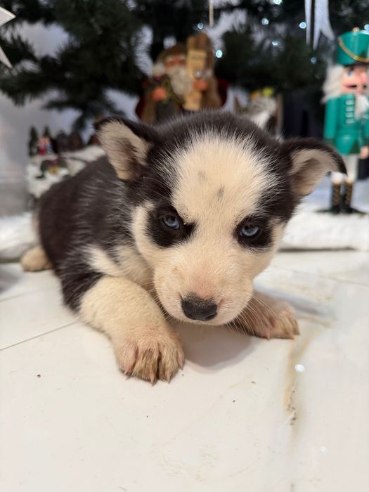 Husky își caută stapan