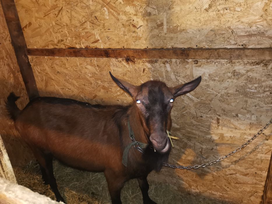 Monta Tap Alpin Rasa Pură