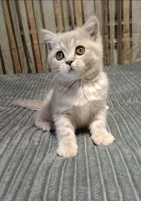 Две прямоухие девочки. С документами.