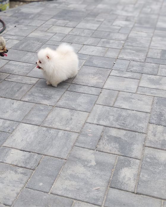 Mascul Pomeranian