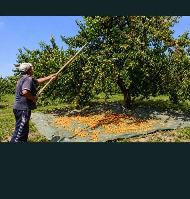Vand caise pentru tuica si palinca