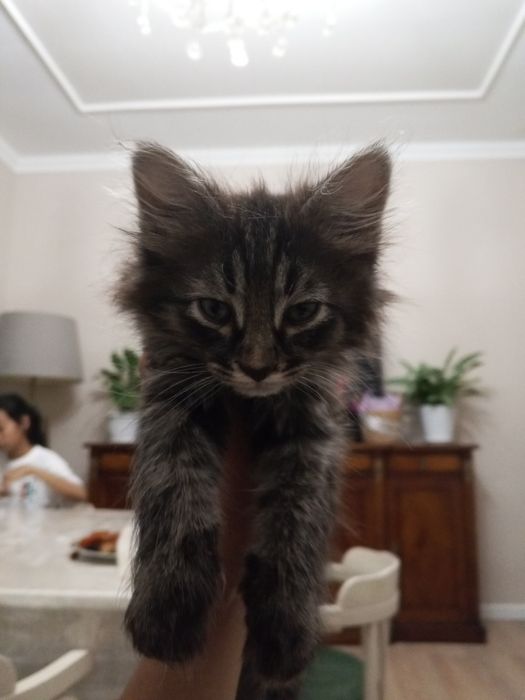 Отдам бесплатно котенка