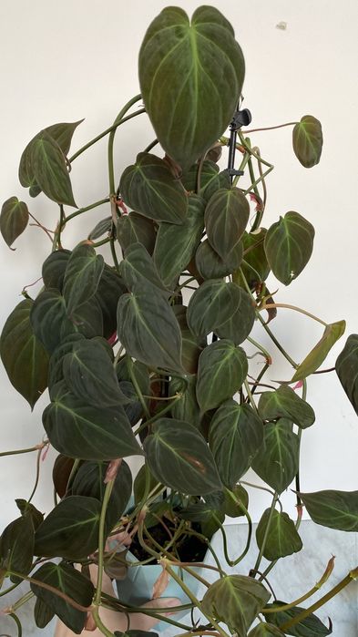 Филодендрон миканс