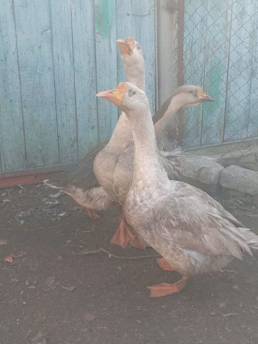 Гусаки Гиганты .