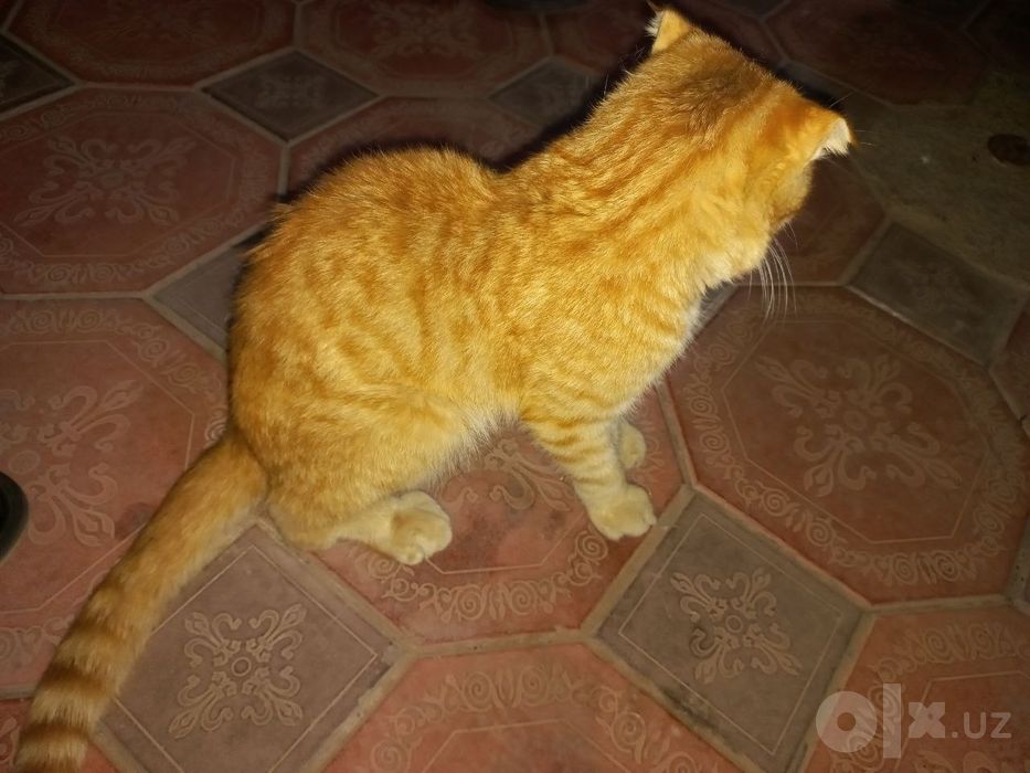 Scottish Fold Shotlandiya sallaquloq mushugi   Mushuk)