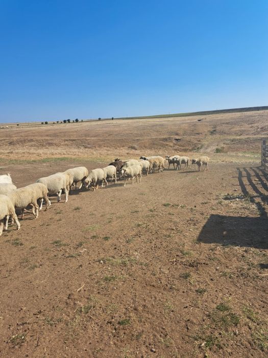 Am 90 de oi  gestante de vânzare din care 4 berbeci.