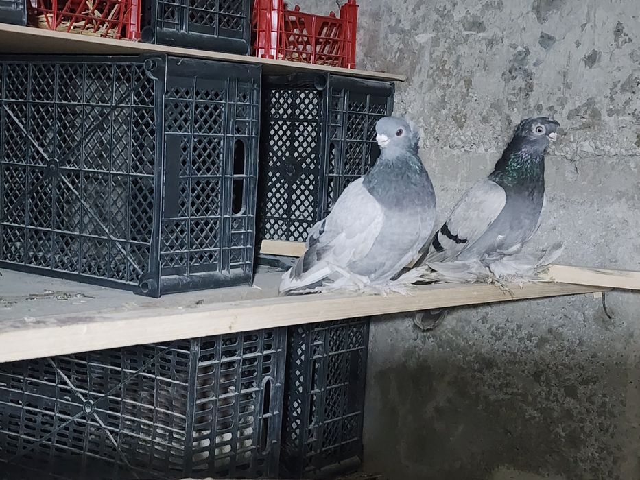 Продаются голуби