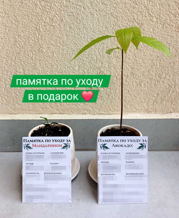 Только до 10 мая! Экзотические растения для дома в горшке