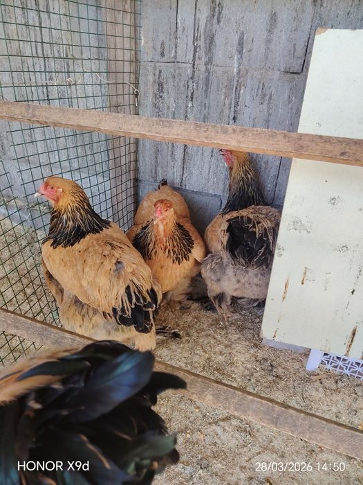 Яйцо Палевый Брамы Инкубационные..