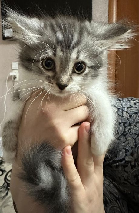 Продам котят британки