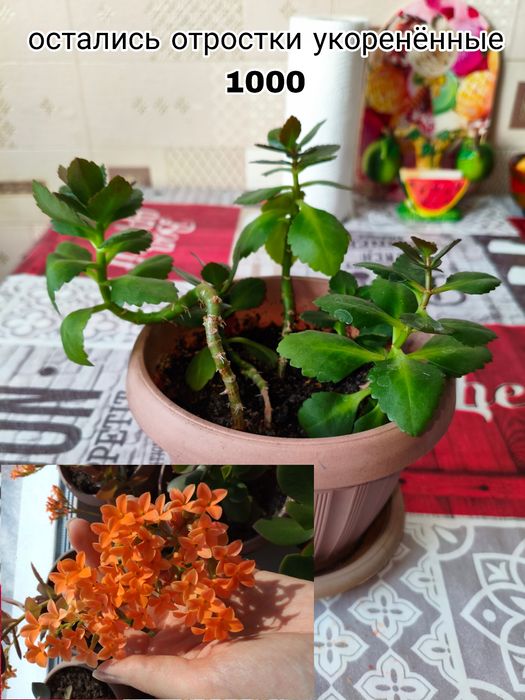Продам цветы комнатные