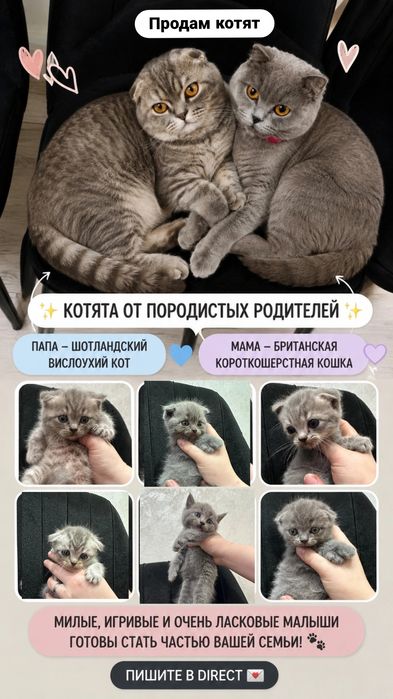 Котятки смесь британца-шатланки