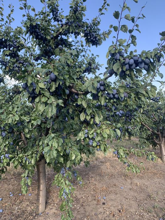Vand prune pentru tuica/consum
