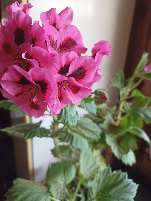 Укорененные черенки хризантемы