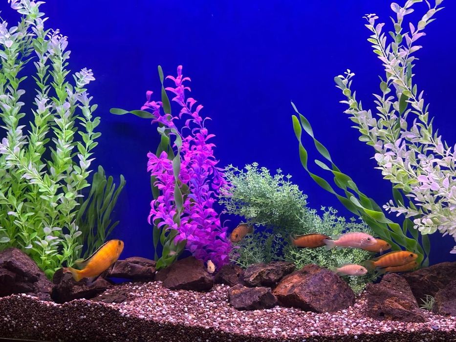 Аквариум 300 литров