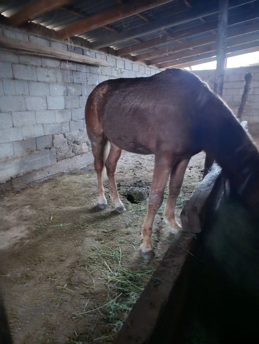 Асыл тұқымды тай