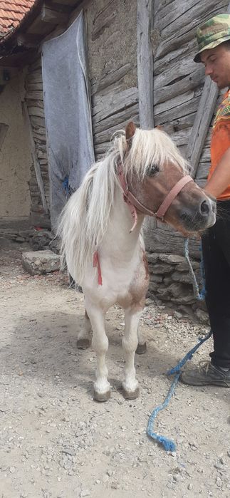 Vând poneu armăsar