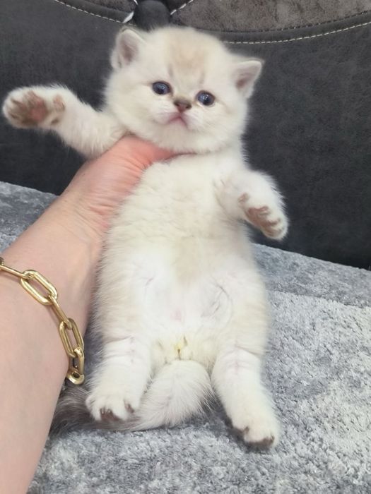 Котенок шиншилла