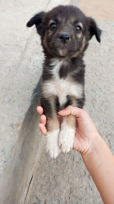 #щенки#вдобрыеруки