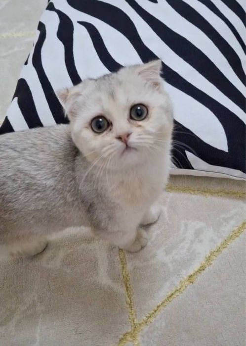 Британский Серебристый Shinshilla