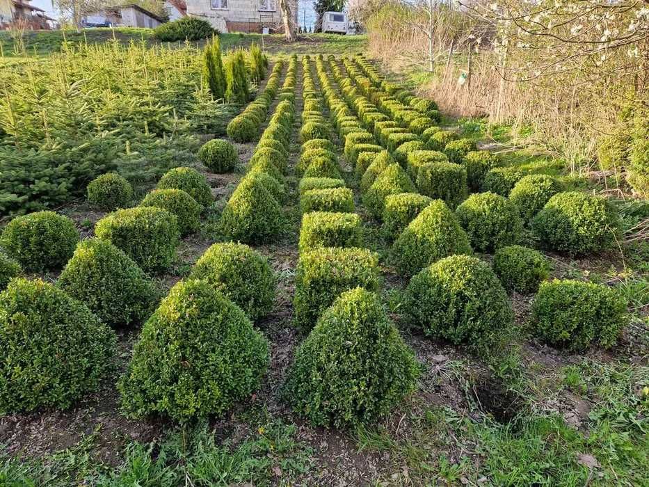 Buxus globular diverse marimi