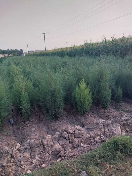 Можжевельник и туя кучатлари сотилади