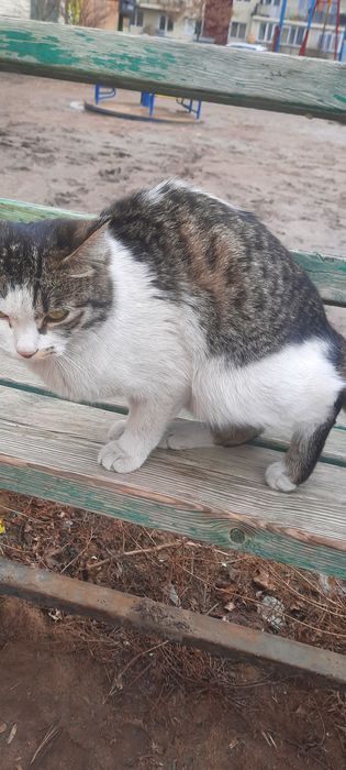 Кошка 1 год. Стерилизована.