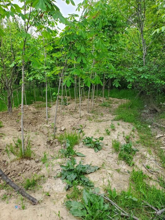 kashtan sotladi. kelishiladi