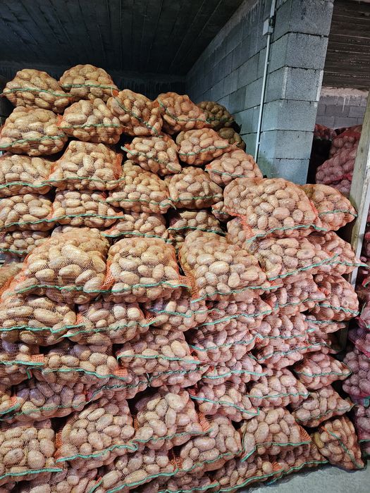 Cartofi, Bellarosa-Ultra