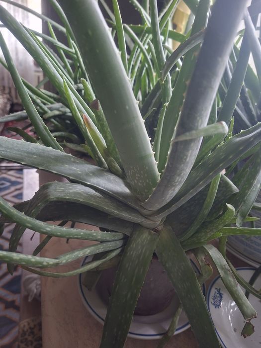 Продам алоэ вера 500