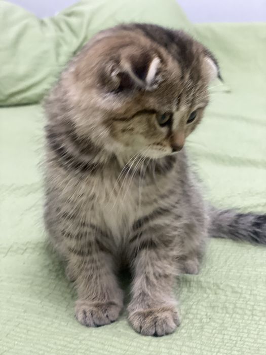 Продам котенка  Scottish Fold , девочка