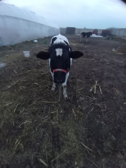 Бузавлы сыйр сатилади