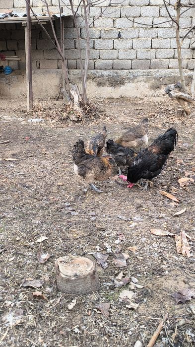 Rossiya liniya privoznoy bollari LAKADENZA 1+7  TOVUQLARİ