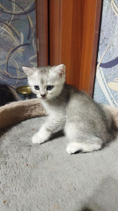 Продаются шотландские котята серебряная шиншилла